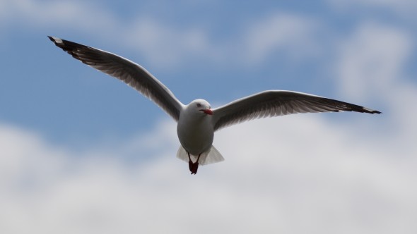 seagull